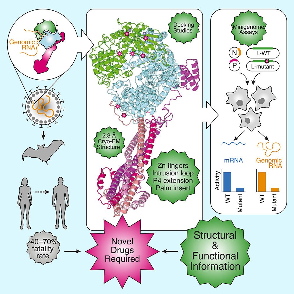 MicrobesInfect's tweet image. Structural and functional analysis of the #Nipah virus polymerase complex
cell.com/cell/fulltext/โฆ