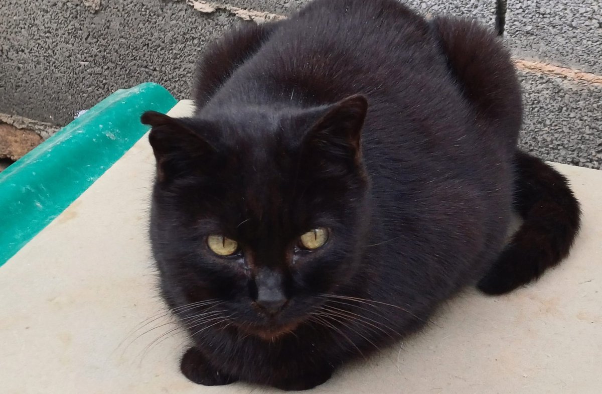 Estos días que hace menos frío en #Valencia y ha salido el sol, aprovechamos para hacerles fotos a los #gatos  de <a href="/ColoniaGats/">ColoniaGatsLaPlata</a>  y presentároslos: Marisol, la gata tricolor, lleva con nosotros  dos años, y otra,como Pepita,la gata negra, llegó hace un año. 
teaming.net/coloniagatslap…