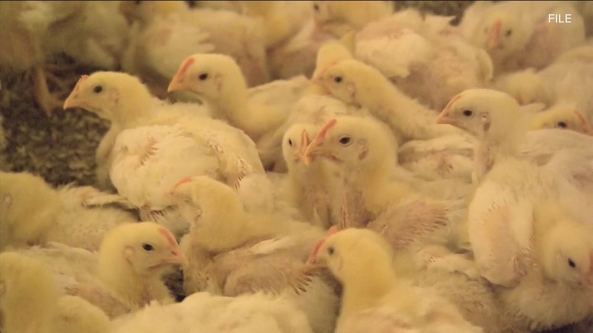 GAFollowers's tweet photo. Georgia officials have confirmed a second bird flu case in a commercial poultry flock in Elbert County. As a result, all poultry sales remain suspended statewide.

The poultry industry contributes about $30 billion to Georgia’s economy. https://t.co/1FpBFv9SoV