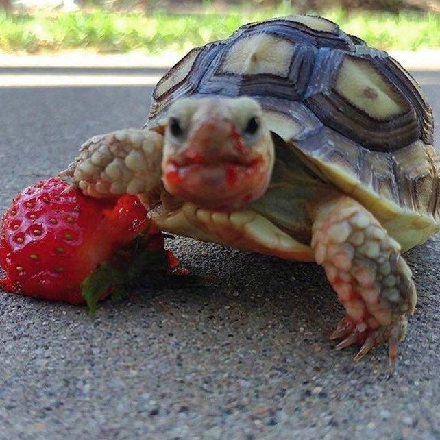 blimble79's tweet photo. Any outsiders thoughts on this turtle?? he looks kinda nice!!🔥🔥🔥 https://t.co/H546JBPyqM