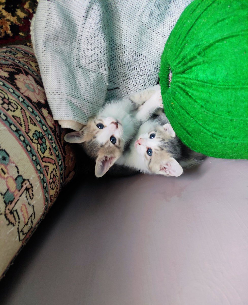 burntttoasttt's tweet photo. marble and his brother https://t.co/U53qtmryBo