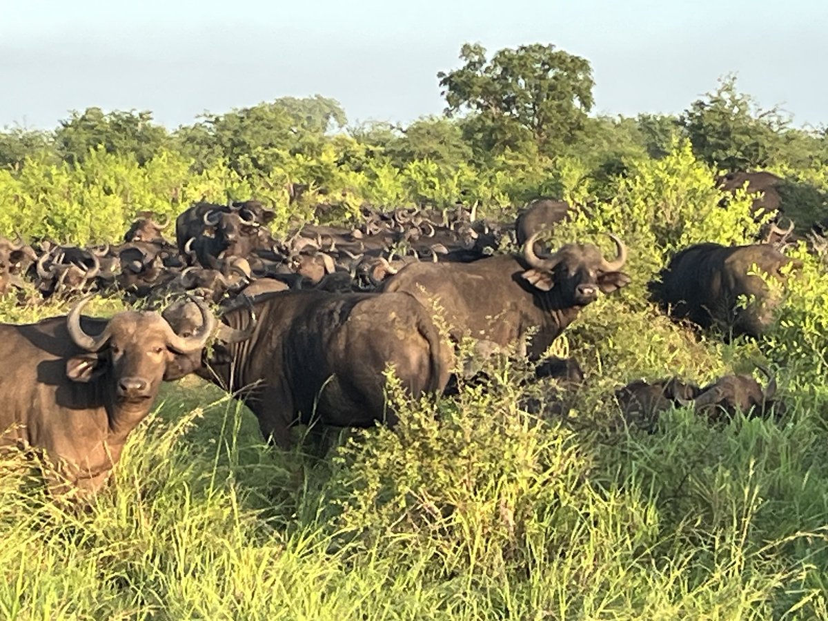 Today we saw more than one hundred Buffaloes next to the road in the Kruger National Park. Our guests could not believe their eyes.
