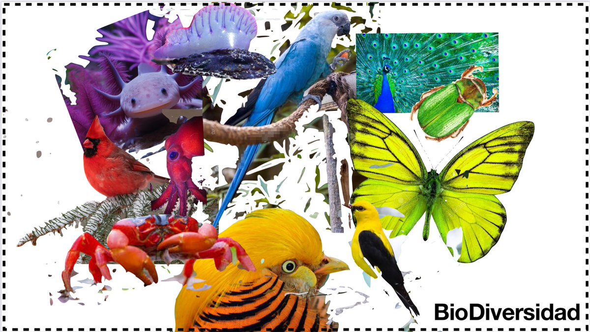 Ana Guirao tweet media