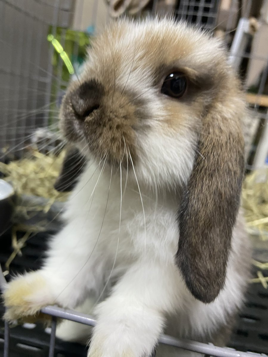 ogarock's tweet photo. ルビー(ルビたん❤️ ) 男の子🐰
2024年9月10日生まれ✨

毎日、きゃわわー😍 https://t.co/1b985b1UdK