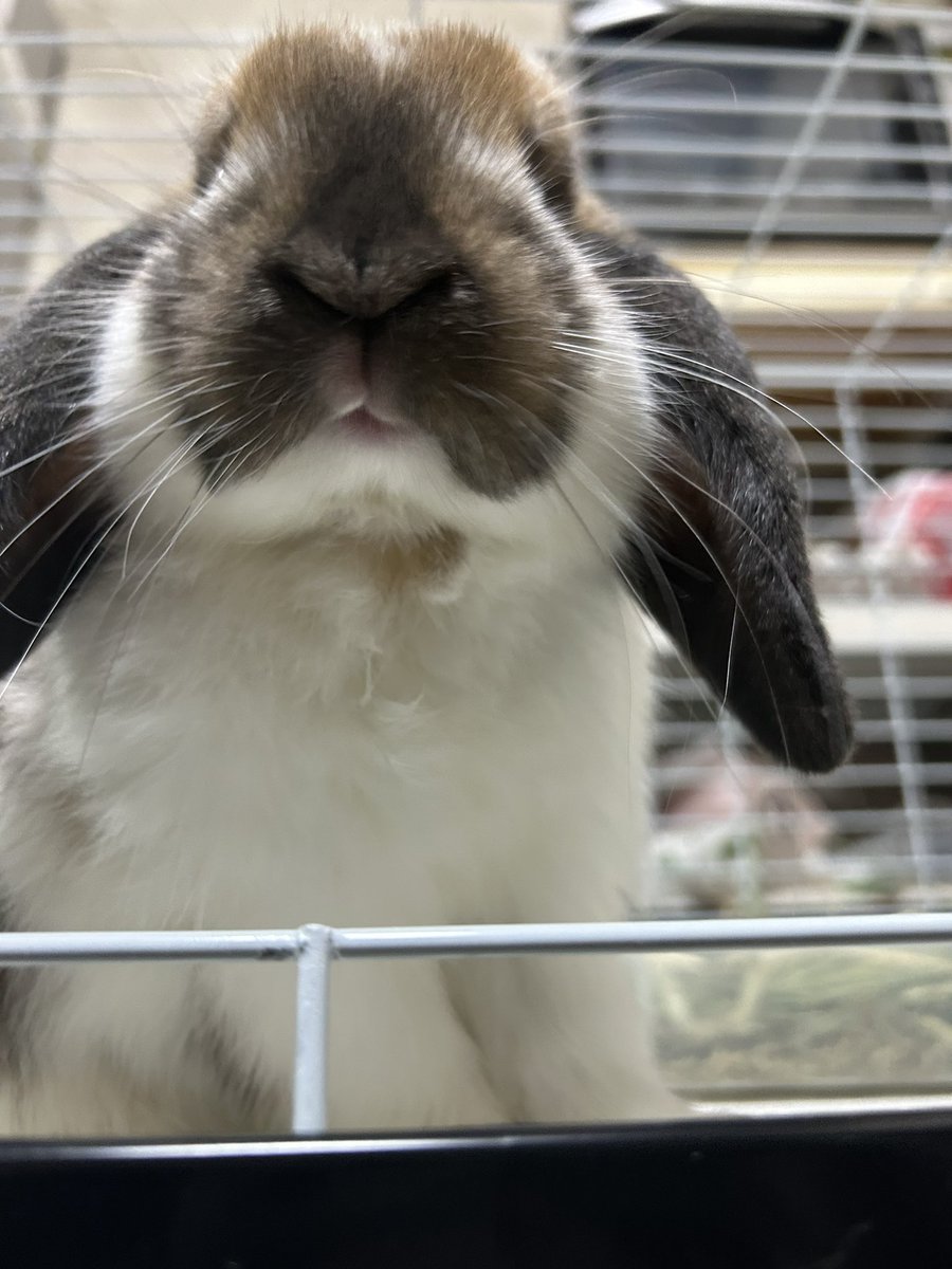 ogarock's tweet photo. ルビー(ルビたん❤️ ) 男の子🐰
2024年9月10日生まれ✨

毎日、きゃわわー😍 https://t.co/1b985b1UdK