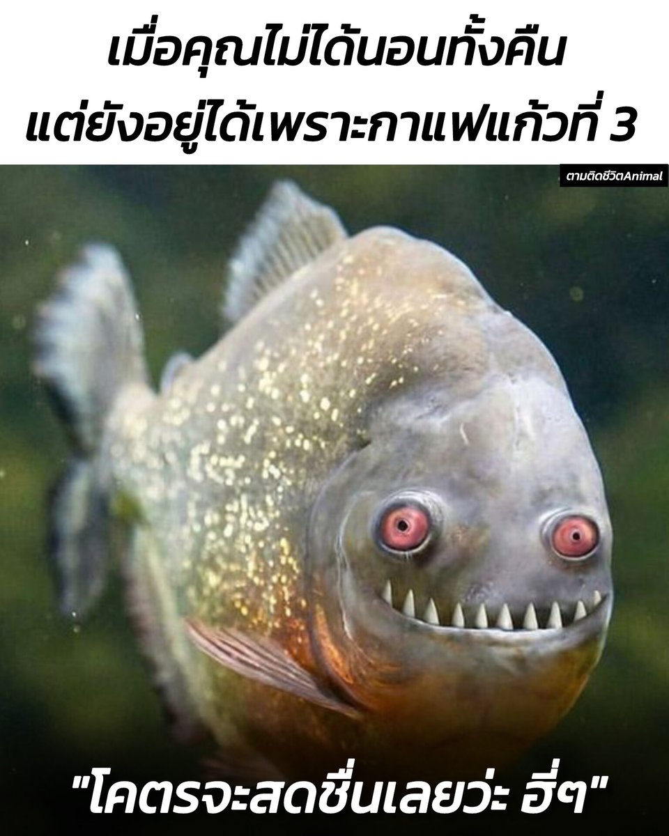 ไม่รู้ว่าดีดเพราะกาแฟหรือดีดเพราะอะไร 🤣🤣🤣