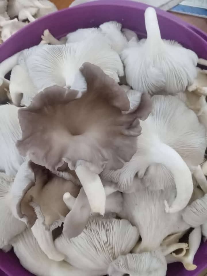 Struggling with #arthritis?
Here is our #oystermushrooms to your rescue.
The antioxidants &amp; beta-glucans in #mushrooms does not only support your immune system but help reduce inflammations. 
Pick a pack of Fresh Mushrooms  from us this weekend.
 &amp; get unto the #Diet - 0598957435