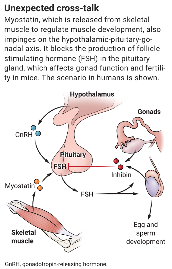 A new Science study in mice identifies cross-talk between muscle and the reproductive system and raises questions about interventions to increase muscle mass that might affect fertility.

Learn more in a new #SciencePerspective: scim.ag/40LZhIA