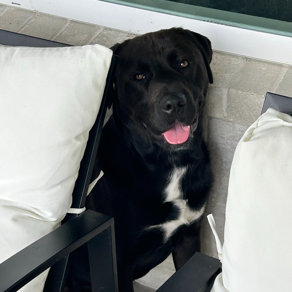 DadToLeader's tweet photo. @tyromper Everybody needs a good boy! 

Ours is DIOGI and he's literally the best https://t.co/enylMKMxBR