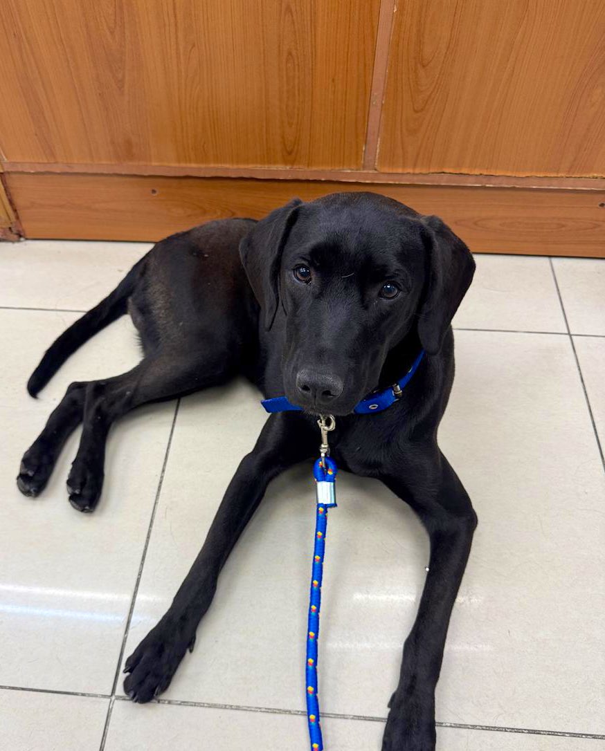 AgosPalladino's tweet photo. Ayer encontramos a este bombón en la calle.
La vet nos dijo que tiene entre 8 meses y 1 año. 
Lo bañamos, desparasitamos y le dimos un antipulgas.
No puedo quedármelo por mi trabajo, no estoy nunca…
Busco familia responsable que lo quiera y el de todo el amor que merece 🐶💘🙏🏻 https://t.co/kd6sQvROKx