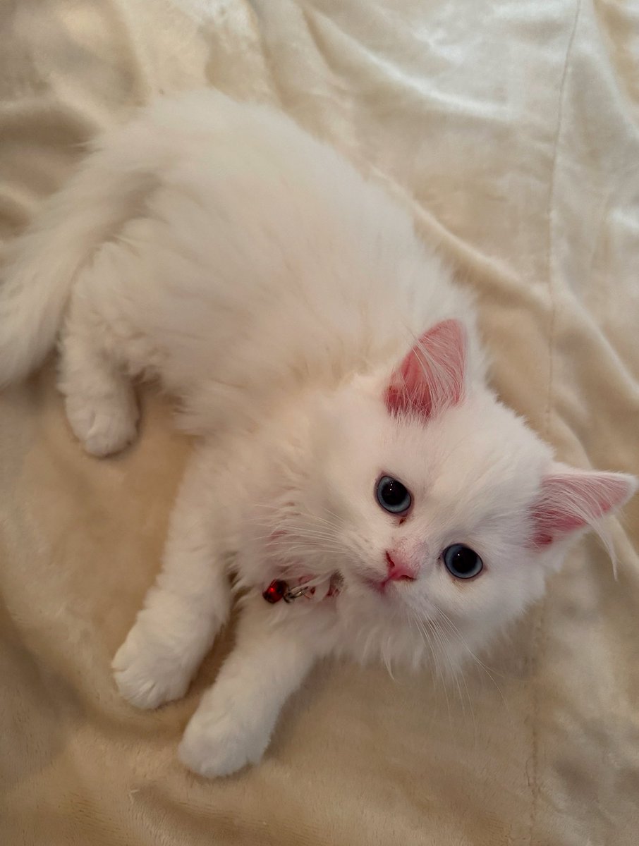 غيداء ‏ tweet media