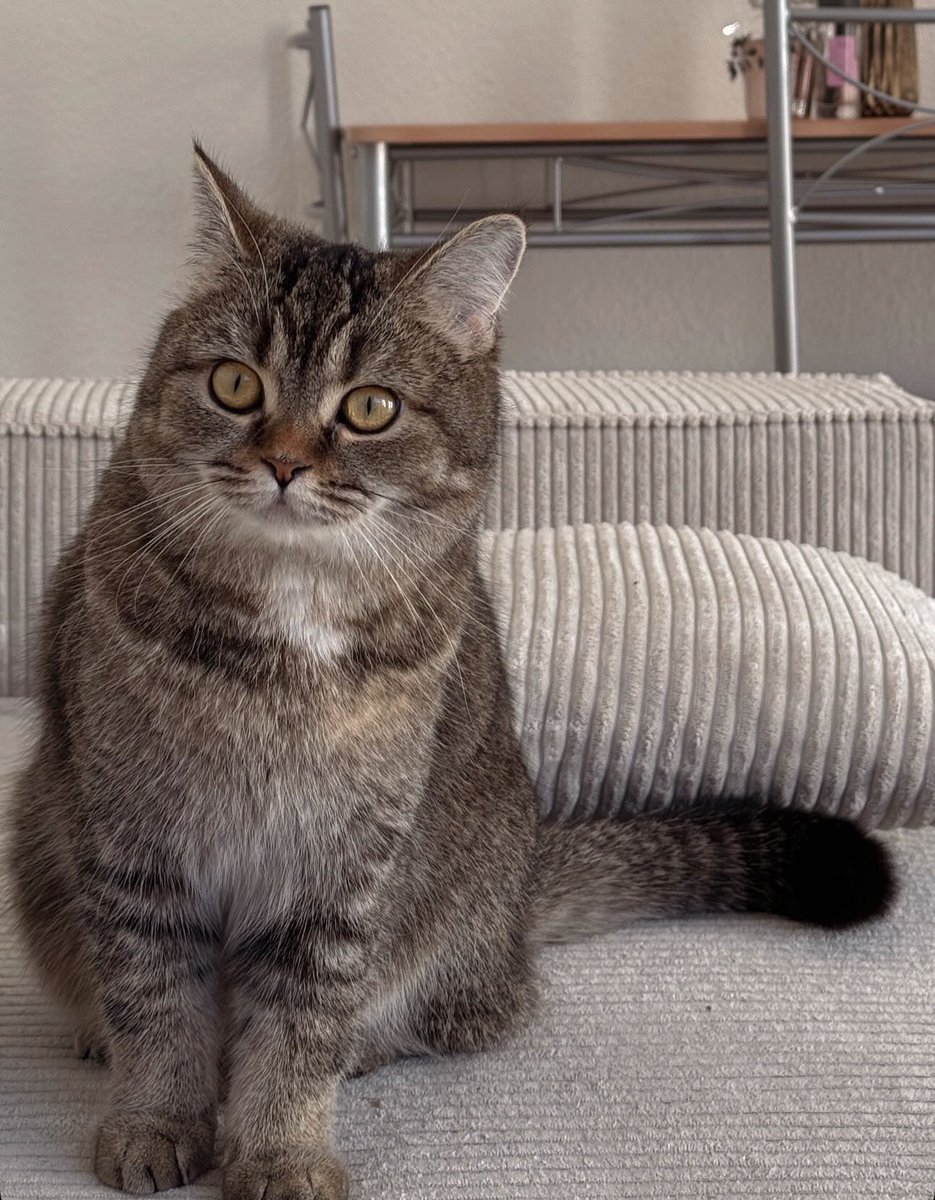 غيداء ‏ tweet media