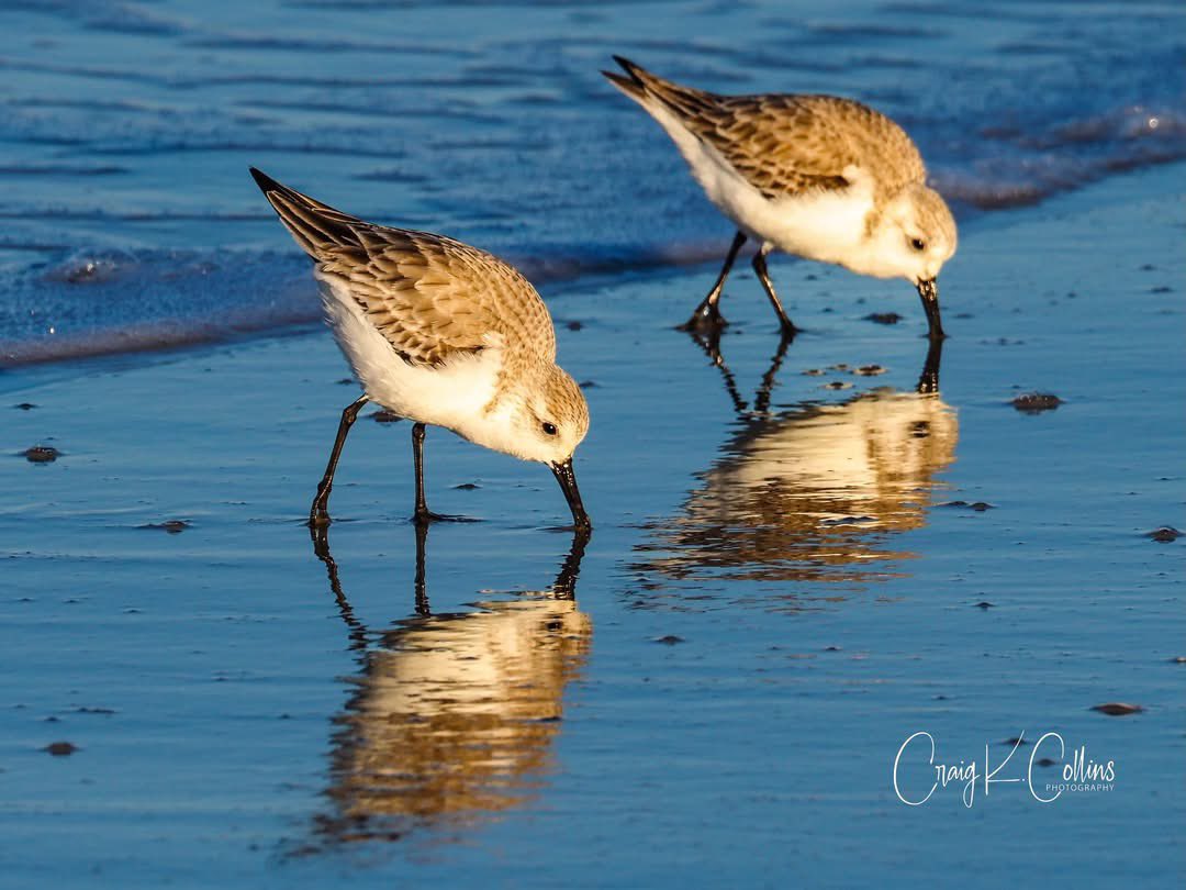 DiscCoronado's tweet photo. Around every corner in Coronado is something that makes you smile. Thanks to Craig Collins for snapping these hungry snowy plovers along our Silver Strand. #coronado #bird #California #sandiego #birdwatching #nature #beach #photography https://t.co/nChZtoGKIq