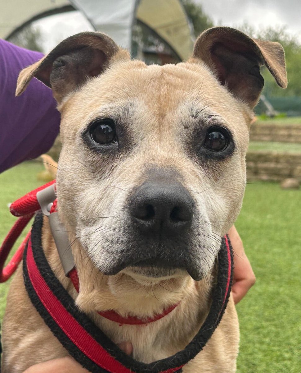 Dogs4Rescue's tweet photo. This is a desperate plea for a foster for senior staffy Cinder who has a fear of being left alone. She needs an experienced foster home where someone will be around all the time, no other pets, children over 16. She loves cuddles on the sofa and desperately wants to the someone’s best friend 
https://t.co/rtSomSI7eJ