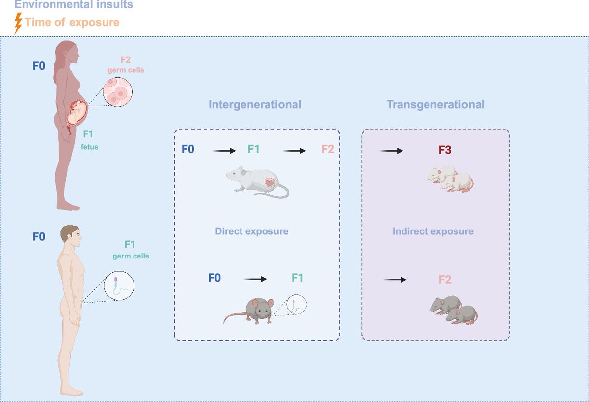EMBO Mol. Medicine (@embomolmed) on Twitter photo "Improving the odds of survival: transgenerational effects of infections"
👉Read the review by V. Spanou, T. Andriopoulou, E. Giamarellos-Bourboulis & M. Neteai at University of Athens & <a href="/radboudumc/">Radboudumc</a>
🗞️doi.org/10.1038/s44321… "Improving the odds of survival: transgenerational effects of infections"
👉Read the review by V. Spanou, T. Andriopoulou, E. Giamarellos-Bourboulis & M. Neteai at University of Athens & <a href="/radboudumc/">Radboudumc</a>
🗞️doi.org/10.1038/s44321…