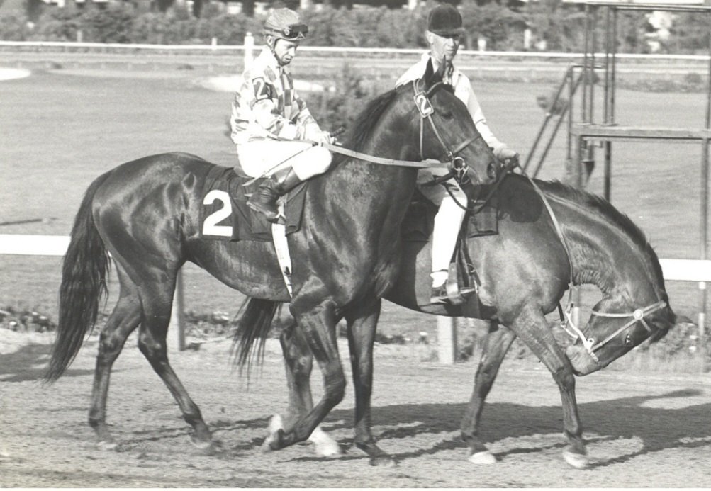 HORSERACING1002's tweet photo. DON B.🇺🇸1965
(FLEET NASRULLAH - EARLY FRAMES BY PRINCE JOHN)#DonB
B/ Mr. & Mrs. H. B. Taylor (Ca) March 19, 1965
O/ Donald B. Wood
24-10-7-1---$225,900
Bay Meadows Juvenile Championship, California Breeders Champion S, Portola S, San Mateo S, Westchester S, San Miguel S,
2nd Burlingame S, California Derby, San Felipe H, San Vicente S, Santa Anita Derby,
3rd San Jacinto S,
ETR Hollywood 6f 1,08,20
Stood Mira Loma Farm🇺🇸, Sired B Elite, B Invincible, B Thoughtful, Battery E, Bonbonaire, Capt Don, Corvettin, Delinda Sue, Don Alberto, Don F, Doña Michelle, Doncareer, Fancy Miss, Granja Suerte, Khalidon, Last Don B, Morrys Champ, My Donna B, O Big Al, Prince Don B, Royal Donna, Santa Rosa Prince, Shantin O, The Argyle Kid, To B Or Not, Truffles, Variety Express,