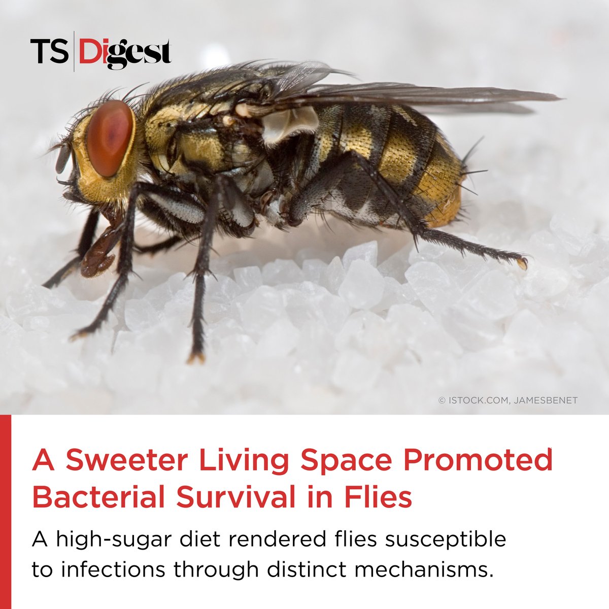 TheScientistLLC's tweet image. Bacteria may benefit from more than just a weakened immune response in hosts with high-sugar diets.
A team of researchers at @Cornell showed that this extra nutrition helps some bacteria survive in flies.
Read more: bit.ly/42dhteY