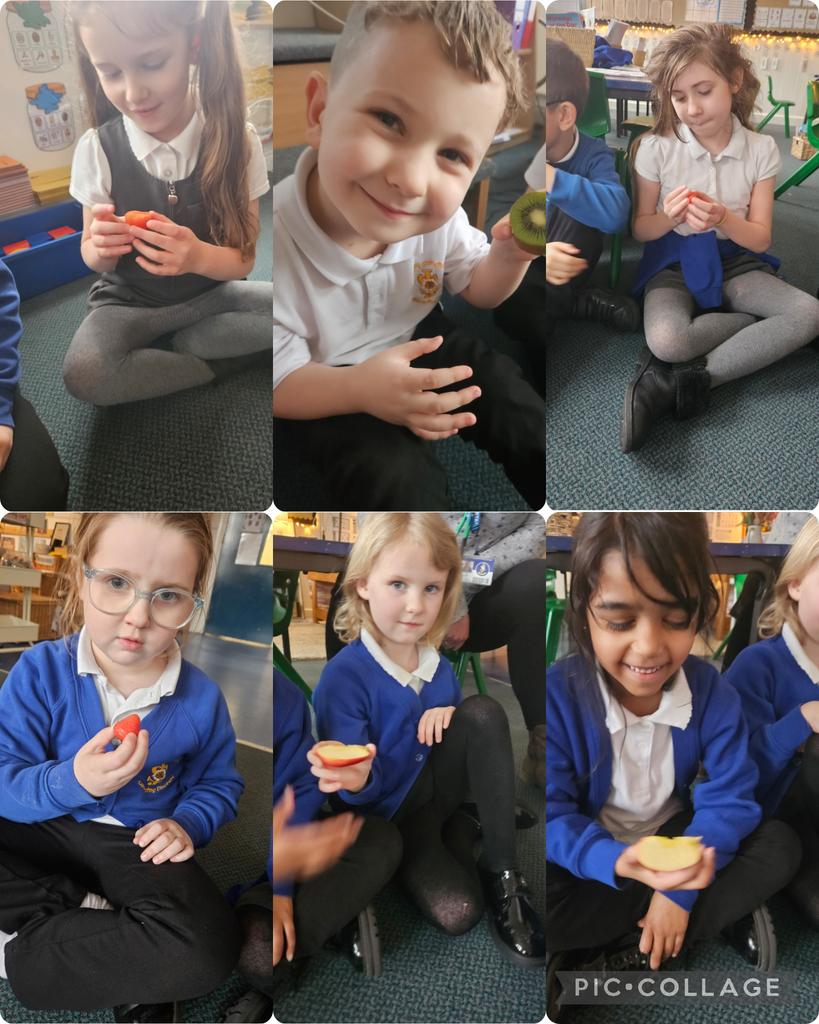stjosephskly's tweet photo. Olive Class have been observing and describing how seeds grow into mature plants  .#SJKscience #OliveClass https://t.co/9vr4afM9Lc