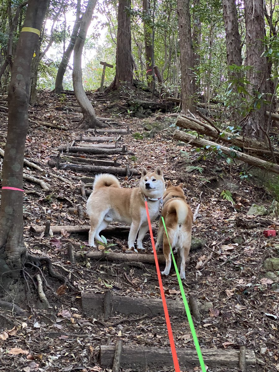 ShepofShibas's tweet photo. Through the tori gate and into the forest beyond ⛩️

Mihama, Mt. Asama, Mie Prefecture Japan 🇯🇵
#JapanTravel #ExploringJapan
#VisitJapan
#hiking #outdoors https://t.co/7VBfnLV2Ic