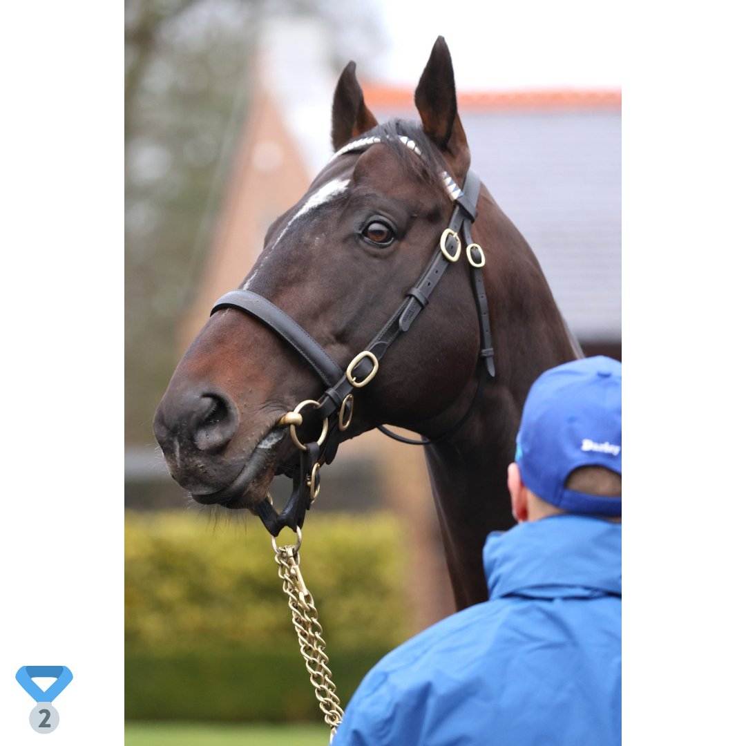 IREthoroughbred's tweet photo. 📸 ITM x @berminghamcams ITM IRISH STALLION TRAIL PHOTO COMP WINNERS 📸

🥇 @ironiaart stunning capture of @Maries_Diamond
🥈 @bohual snap of Sioux Nation & handler Matt Jones at Castlehyde
🥈 @dooglebourke13 striking shot of @DarleyEurope Blue Point

DM ITM & Bermingham Cameras on X, FB or IG with your email & address to claim your prizes. 📩

Congrats to our winners & many thanks to all who entered! 🙏

#irishstalliontrail