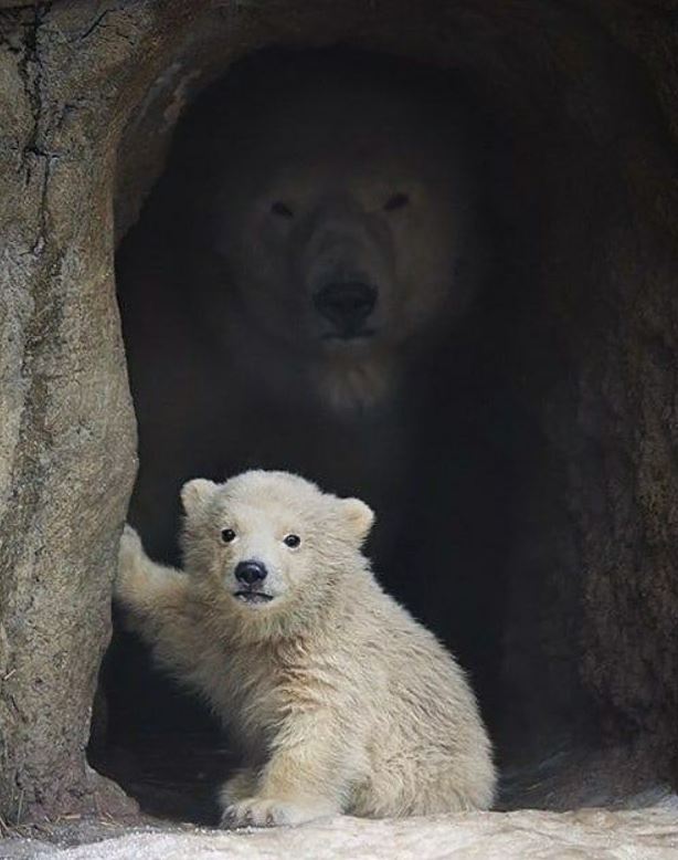 TweeetsOfDogs's tweet image. I probably won&apos;t even get 1 Like?🐻‍❄️