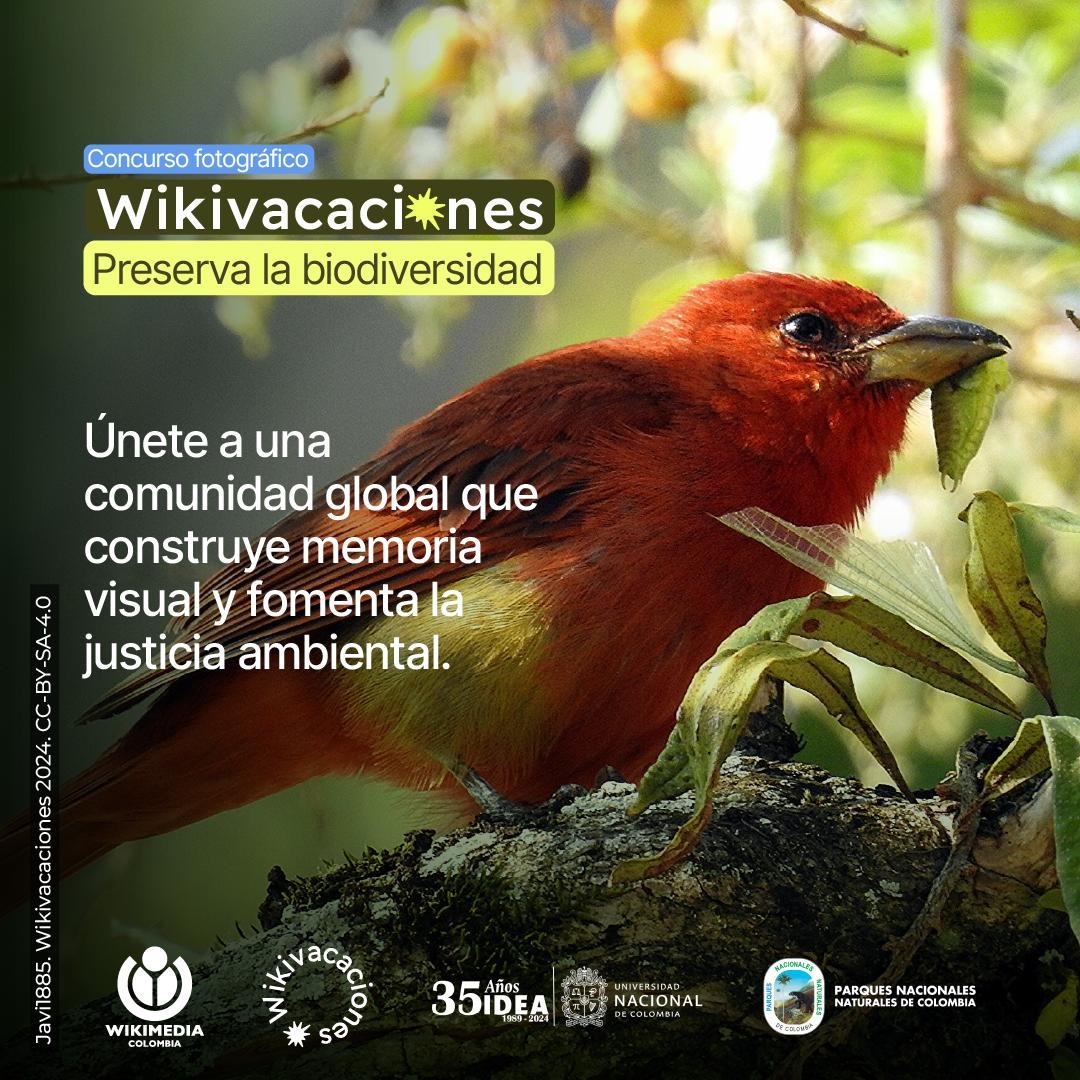 🌿📸 ¡Atención amantes de la biodiversidad, la fotografía y el conocimiento libre! 📸🌿

El concurso Wikivacaciones se extiende hasta el 28 de febrero, y queremos invitarte a participar con tus mejores fotos de la biodiversidad colombiana. 🐒🦜🌺