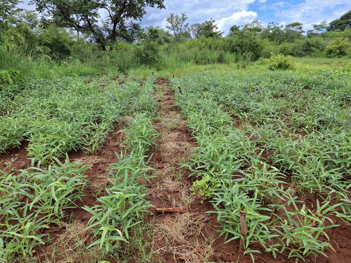 These are the <a href="/RAIZ_project/">RAIZ</a> Learning Centres in Mutoko and Murehwa. Farmers in these areas will learn a lot from crop diversification, cropping systems such intercropping (maize-cowpea, sorghum-cowpea), and different fertilizer regimes suitable for them.