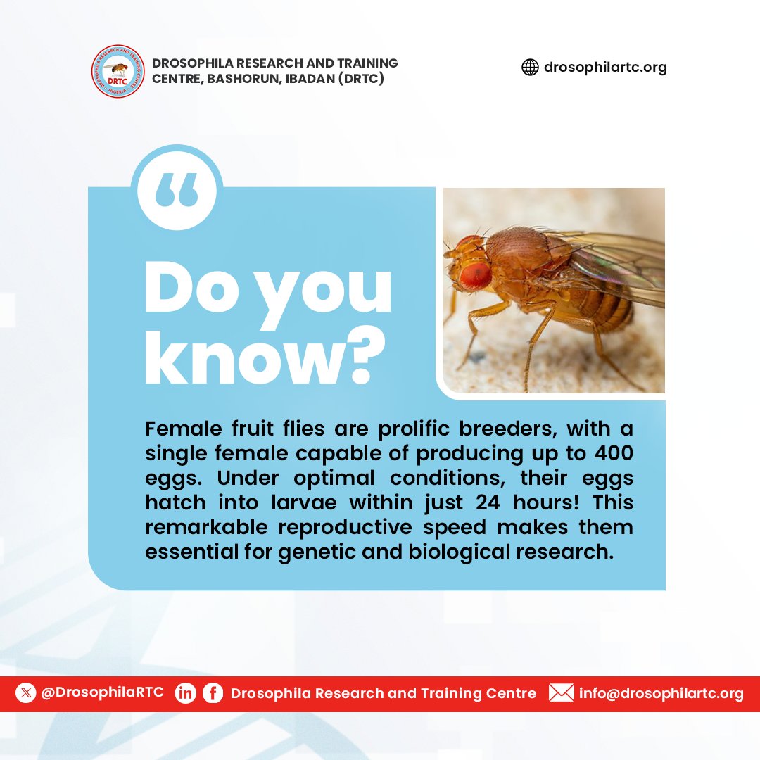 DrosophilaRTC's tweet photo. Fly fact Wednesday: 🔬🧬 Talk about rapid reproduction of fruit flies!  Perfect for groundbreaking genetic research! 🚀

#research #biomedical #flyfact #science #drosophila #drosophilaresearch #africa #genetics #dna #gradschool #phd  #fruitfly #molecularbiology #cellbiology #modelorganisms #reproductivehealth #reproduction