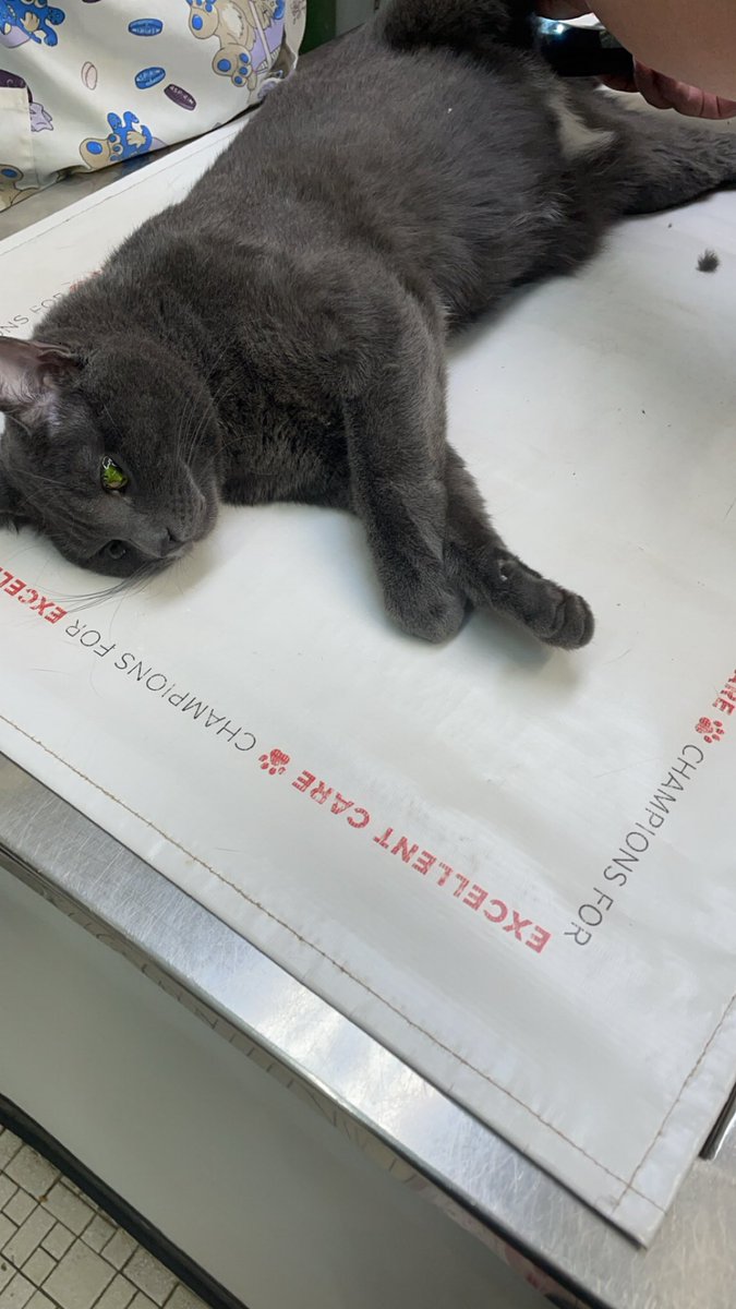 committing's tweet image. everyone say bye bye to Tom's balls