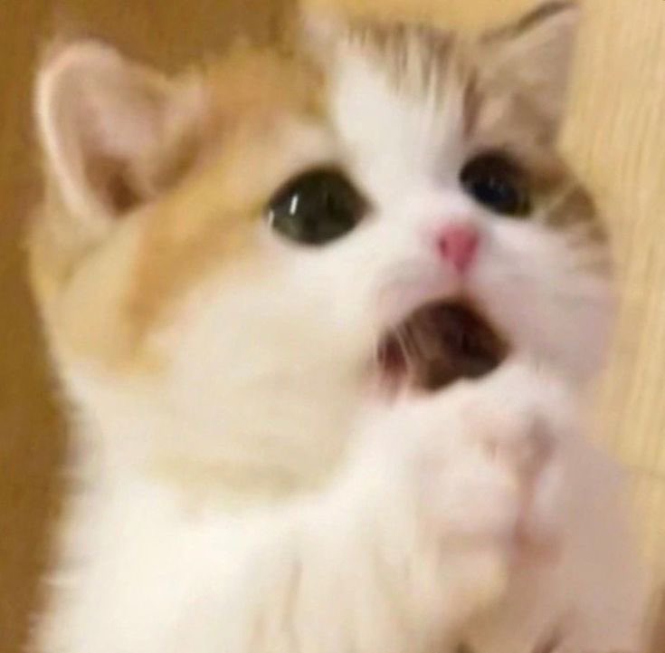 bemynameting's tweet photo. ป่านปี๊ดตอนโดนพี่เอิร์ธแย่งขนม 😾🍭🖐🏻

✿ #parnpeet @parnpeet ౨ৎ https://t.co/NHPSmc9mzu