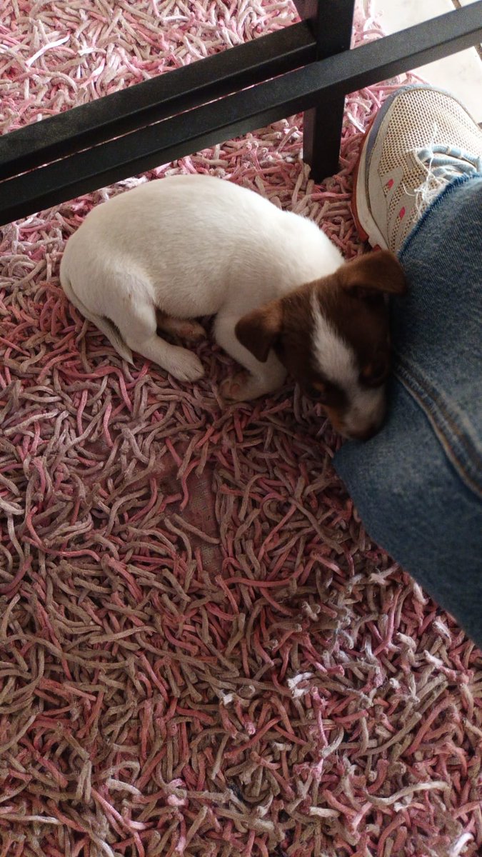 Felipe Arias tweet media