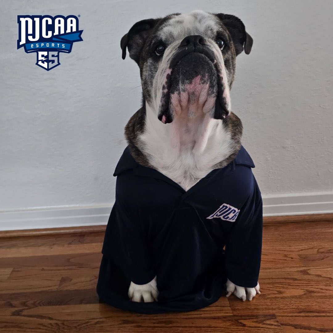🚨 Employee Spotlight 🚨 

Meet Eddie: Eddie is 8 years old and is our ✨favorite✨ employee here at the #NJCAAE!

When he's not swimming, playing with balls, or enjoying a good meal, he's perfecting his focus—whether it's on a tennis ball or snack time. Eddie is also an
