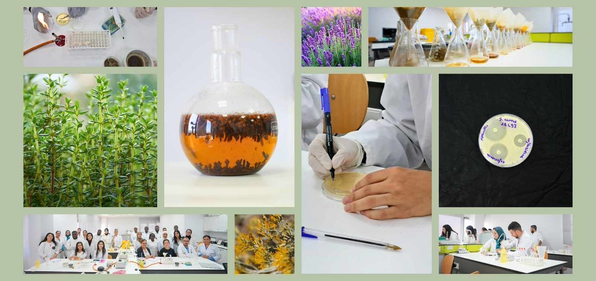 ISGLOBALorg's tweet image. 🌱The #ENDÈMIC project has studied the antibiotic potential of plants traditionally used in Morocco to treat common infections.

Find out what they have found.👇🏾

🔗isglobal.org/en/healthisglo…