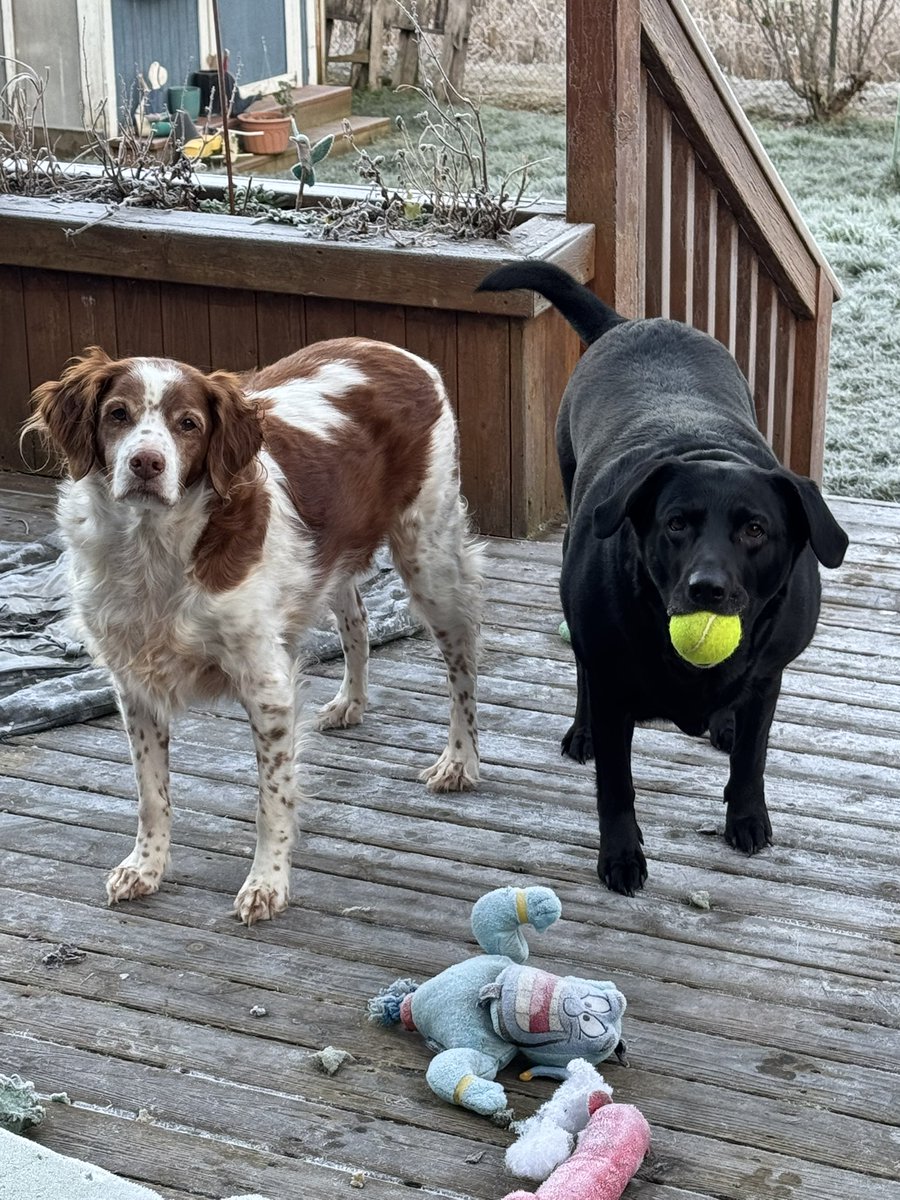 Happy frosty morning