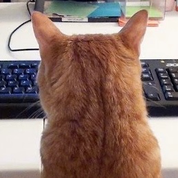 jup_uplink's tweet image. Catstanbul Agenda loading…