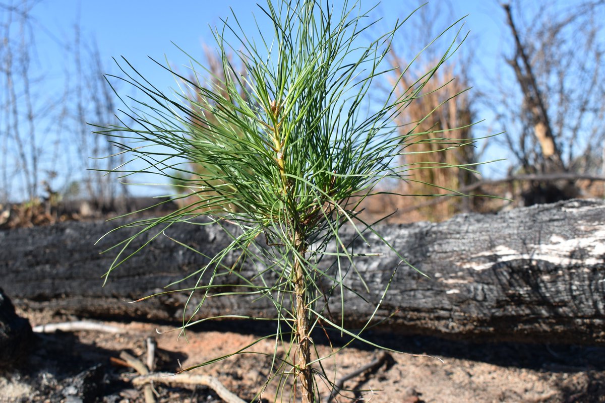 Tree/shrub establishment involves planting seedlings or cuttings, seeding, or creating conditions that promote natural regeneration &amp; and is a common forestry practice here in N.C. This conservation practice usually follows tree/shrub site preparation.