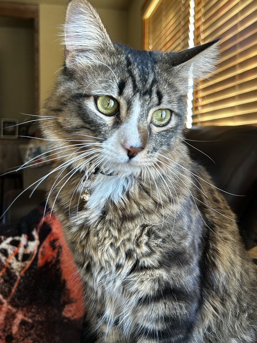 PrinceFinn23038's tweet photo. Pretty man 

#cat #CatsOfX #CatsOfTwitter #cats https://t.co/lwqSn61eOG