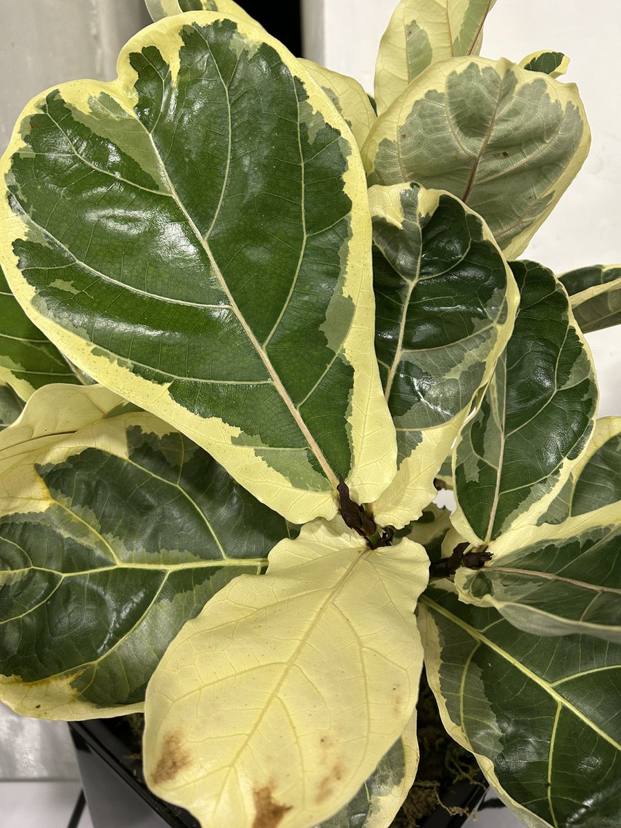 itsjustmenia's tweet image. Good morning twitter!
#TPIE #2025