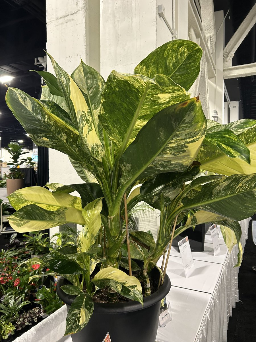 itsjustmenia's tweet image. Good morning twitter!
#TPIE #2025