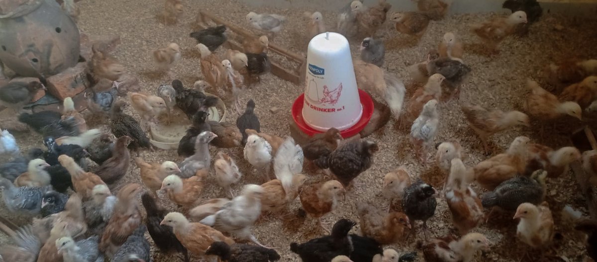 FAOUganda's tweet photo. To boost the hatchability of Teso’s hens, @FAO, with the support of @noradno, recently opened two community #hatcheries in Kaberamaido and Katakwi districts.
So far #1000 locally improved chicks have been hatched in the new facilities and distributed to 56 households. https://t.co/DqMZ4CiKgl