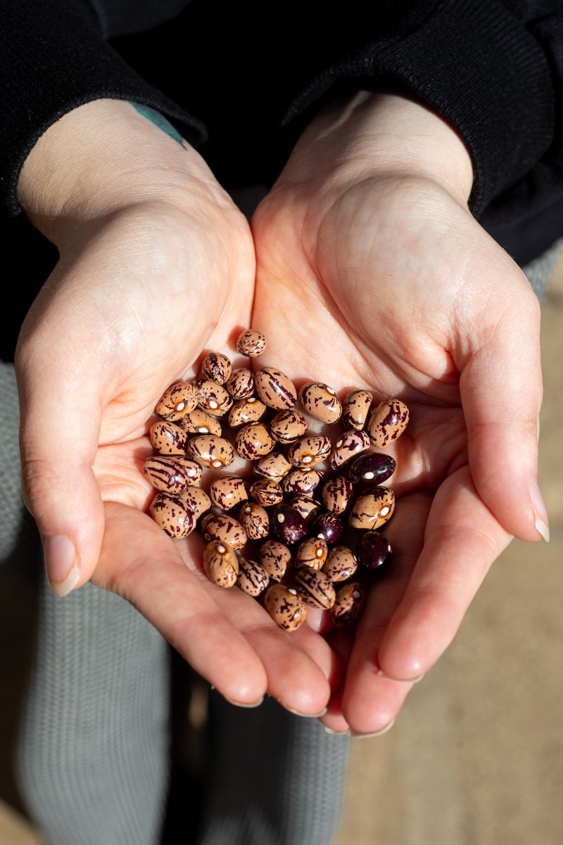 gardenorganicuk's tweet image. *New job* We&apos;re recruiting for a #ProjectCoordinator to lead a new project to discover &amp;amp; share unknown heritage crops in the Midlands &amp;amp; the stories behind them. To learn more and apply, head to: gardenorganic.org.uk/who-we-are/wor… #jobs #vacancy #MidlandsJobs #CoventryJobs @HeritageFundUK