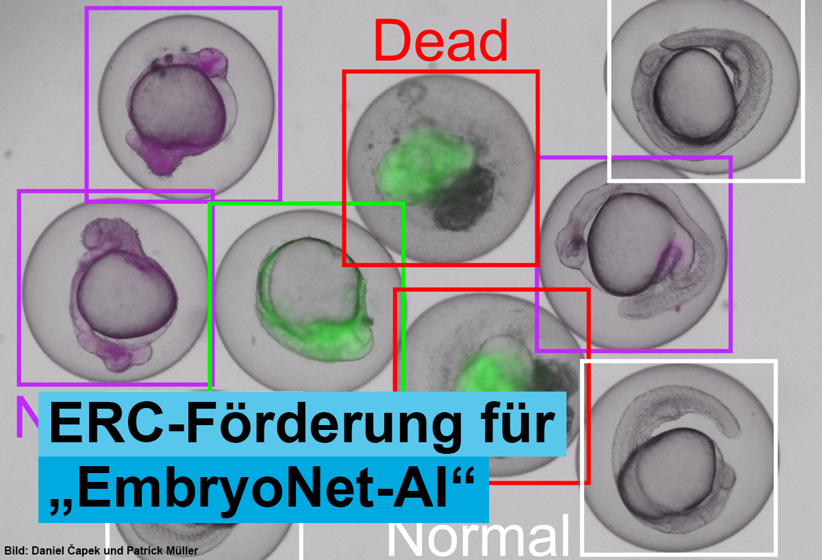 Universität Konstanz (@unikonstanz) on Twitter photo Proof of Concept Grant <a href="/ERC_Research/">European Research Council (ERC)</a> für #UniKonstanz Biologe Patrick Müller + sein Projekt „EmbryoNet-AI“. Ziel ist die Weiterentwicklung einer KI-gestützten Plattform zur automatisierten Auswertung von Experimenten: t1p.de/um29f <a href="/Danielkocapek/">Daniel Čapek</a> <a href="/Devbiokonstanz/">Müller Lab</a> <a href="/CBehav/">Centre for the Adv Study of Collective Behaviour</a> Proof of Concept Grant <a href="/ERC_Research/">European Research Council (ERC)</a> für #UniKonstanz Biologe Patrick Müller + sein Projekt „EmbryoNet-AI“. Ziel ist die Weiterentwicklung einer KI-gestützten Plattform zur automatisierten Auswertung von Experimenten: t1p.de/um29f <a href="/Danielkocapek/">Daniel Čapek</a> <a href="/Devbiokonstanz/">Müller Lab</a> <a href="/CBehav/">Centre for the Adv Study of Collective Behaviour</a>