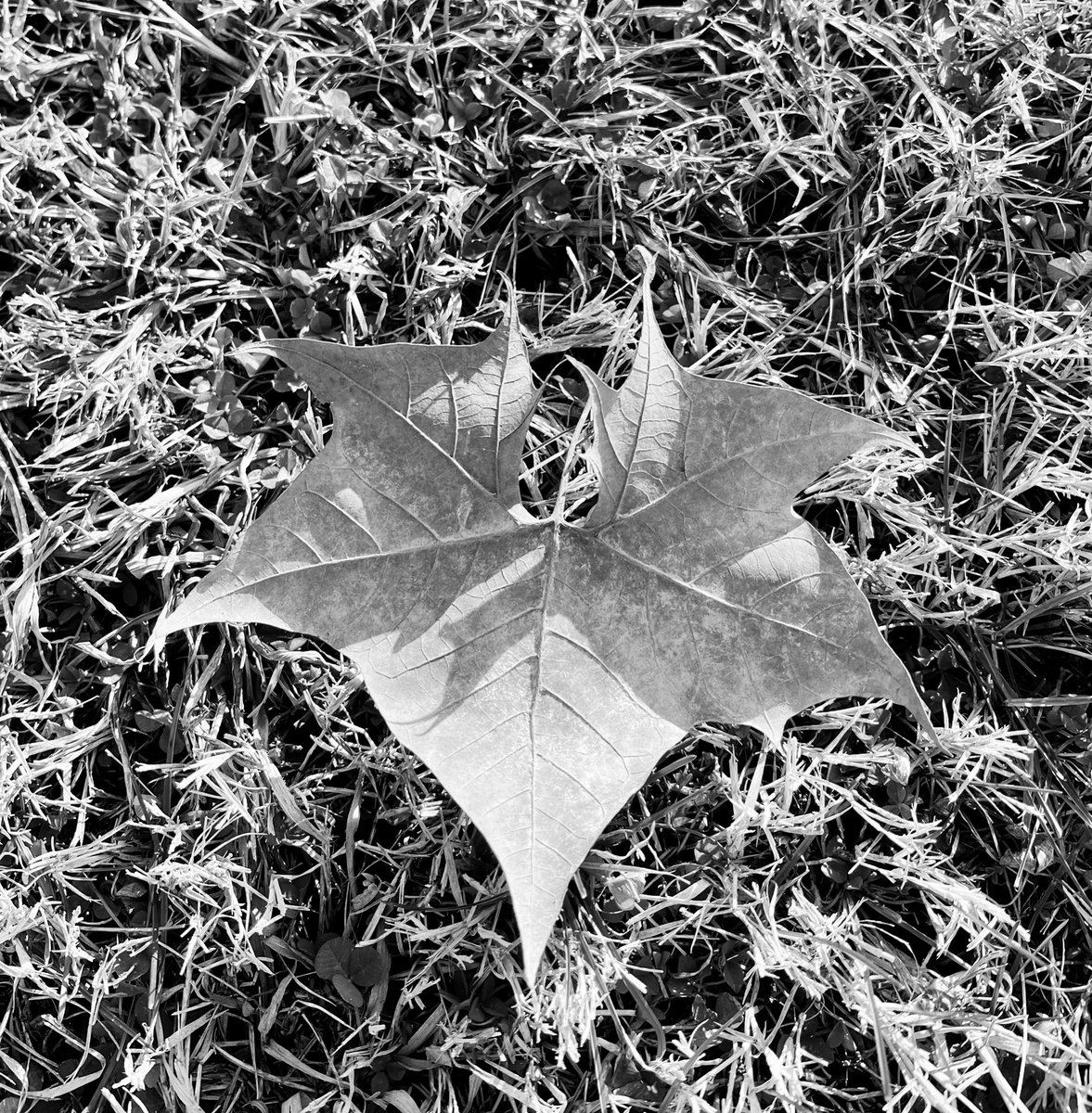 RejoicingReb M (@diligentbecca) on Twitter photo 