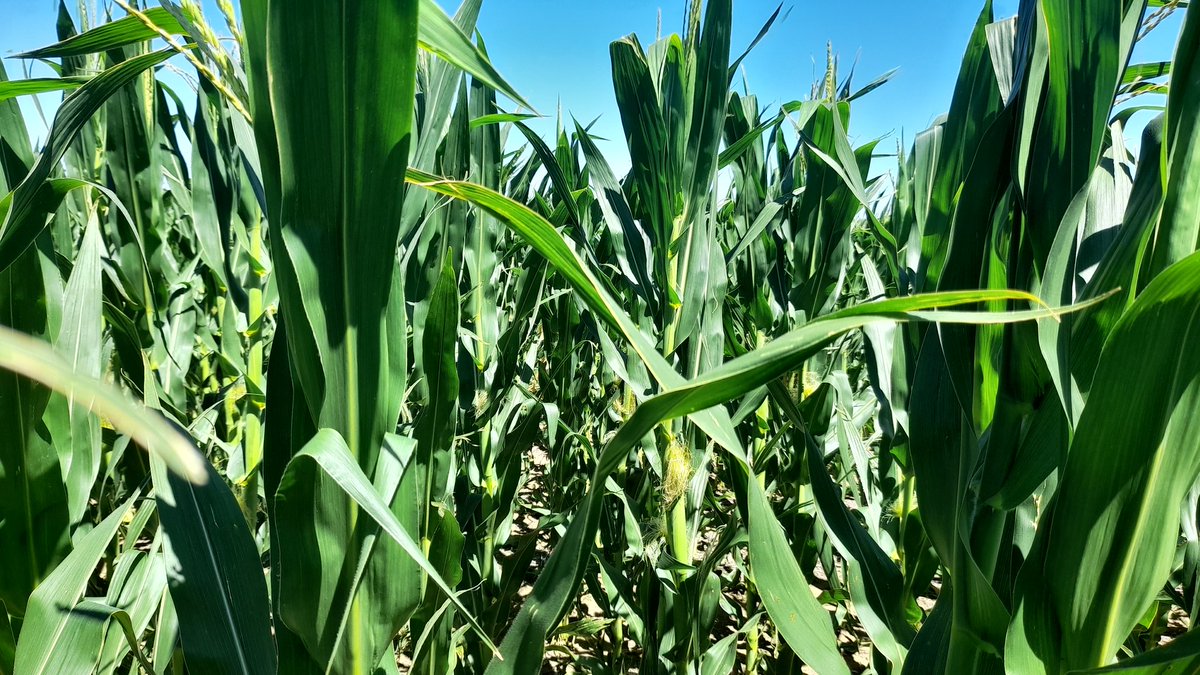 Mariano Martinez tweet media