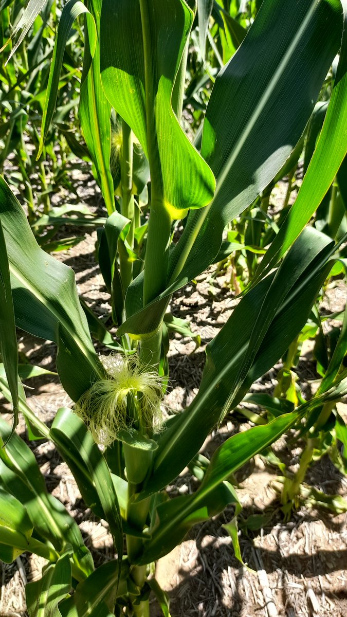 Mariano Martinez tweet media