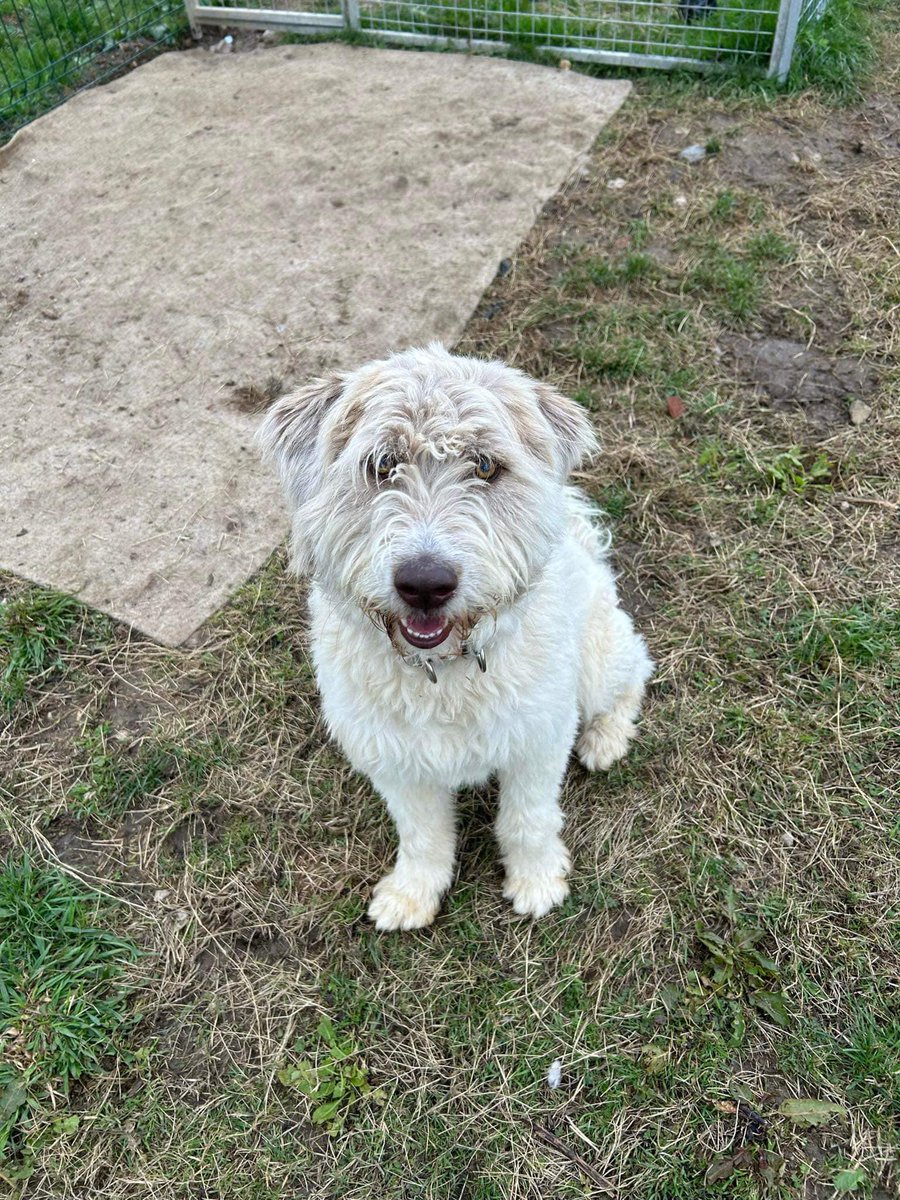 rescuedoggypaws's tweet photo. BARNEY is in #Lincolnshire and available to adopt or foster
This handsome boy is just over 2 years old now. He desperately wants to be in a home of his own
Barney is an affectionate, playful boy who is housetrained and walks (quite) well on a lead
https://t.co/Y5BrOCzu2g
#hull https://t.co/t86UplFb4e