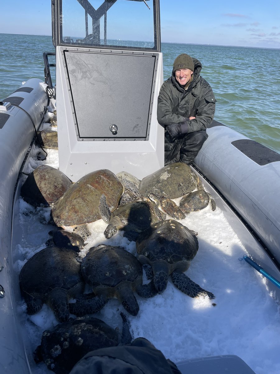 An FWC officer rescuing multiple cold-stunned sea turtles for Florida waters.