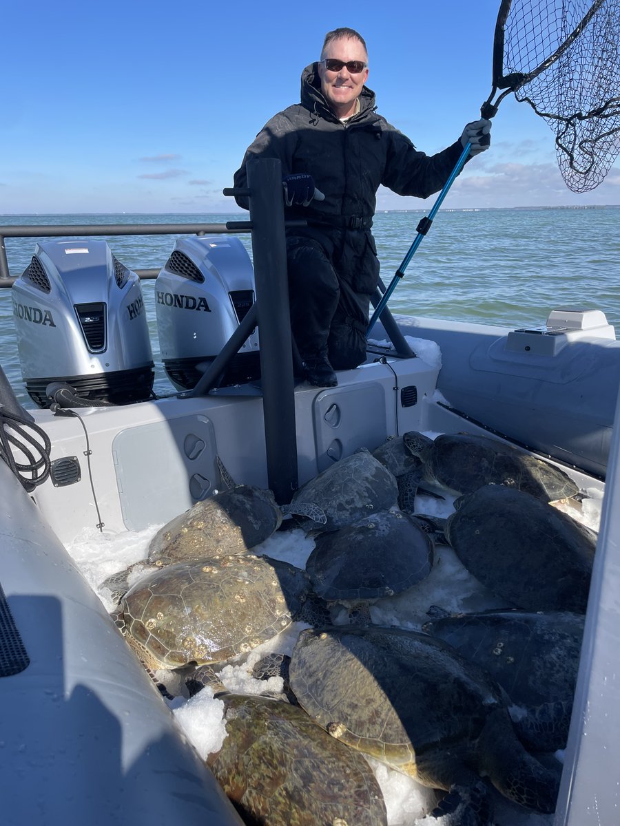 An FWC officer rescuing multiple cold-stunned sea turtles for Florida waters.