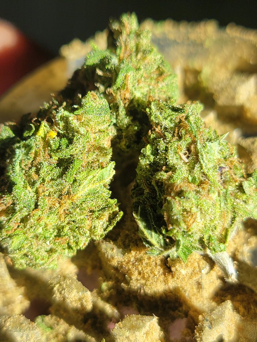 DINÁMICA EXPRESS!!

Voy a regalar 4oz Greenhouse y 4g Indoor entre los que le den RT a este tuit y sigan a <a href="/chefmarciano1/">Chef Marciano</a> 

El domingo se anuncia al ganador y el lunes se envía su paquete, suerte a todos ✨️