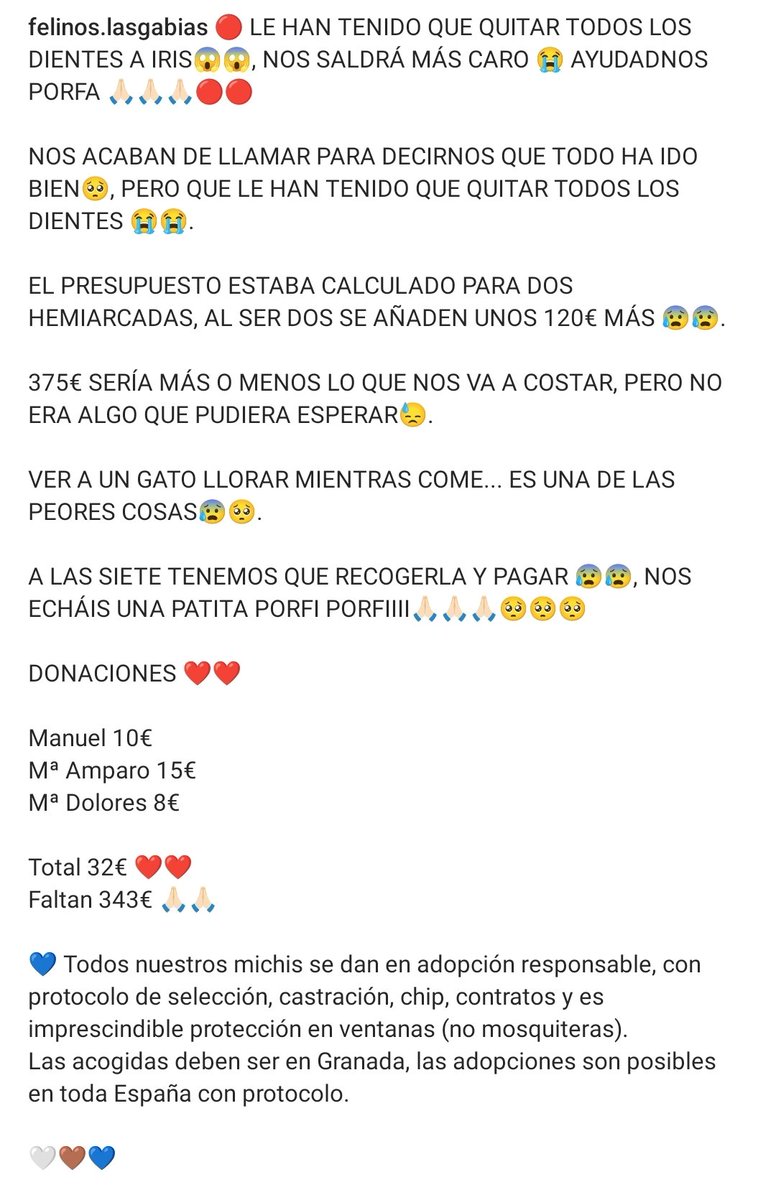 Felinos_Gabias's tweet photo. 🔴 LE HAN TENIDO QUE QUITAR TODOS LOS DIENTES A #IRIS😱😱, NOS SALDRÁ MÁS CARO 😭 AYUDADNOS PORFA 🙏🏻🙏🏻🙏🏻🔴🔴 #ayuda #granada https://t.co/d6CF43JIeC